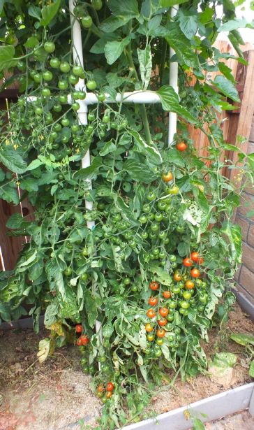 Sweet Million Fruit photo SweetMillionfruit_zpsc469bf35.jpg